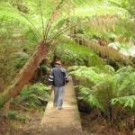 Malt Rest (Otway Park) - Rainforest walk